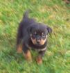 Rottweiler Welpen abzugeben