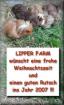 Lockige Baby-Meerschweinchen von 2022 -