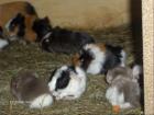 Süße Meerschweinchen - Baby s abzugeben