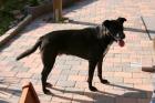 Kinderlieber katzenfreundlicher Labrador Mix
