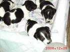 JACK RUSSELL MIX WELPEN