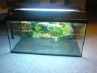 Aquarium60x30x30 Anschauen Habe ein Aquarium 60x30x30cm 54l mit allem mögl