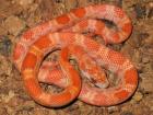 0. 1 Kornnatter Lava sunkissed poss. het. amel
