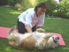 Hundesitting Hundephysiotherapie Verhaltensberatung