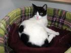 Liebe Katze Frankie sucht ein Zuhause
