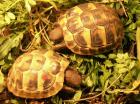 Griechische Landschildkröten NZ 2022
