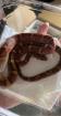 Classic Kornnatter / pantherophis guttatus / Weiblich