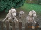 Weimaraner-KH-Zwinger vom Großvaterstuhl gibt noch 2 Rüden ab.