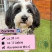 Corretto m 12 Jahre 31 cm