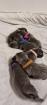 Labrador Welpen