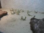 Junge Zwergbartagamen Pogona henrylawsoni