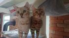 2 Bengalkater Neo und Morpheus 7 Monate