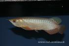 Asiatische Arowanas