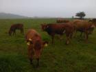 Biobullenabsetzer Angus u. Kreuzung ab Sept. 2022 zu verkaufen