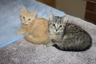 Katzenkinder BKH Mix Weibchen zur Abgabe