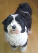 Ich suche fur meine hund ein neues liebevolles zuhause