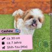 Cashew m 7 Jahre 30 cm Slowakei