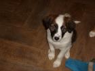 Boder Collie Mix Welpen 8 Wochen alt abzugeben
