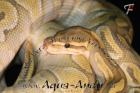 Königspython Boas und Nattern DNZ