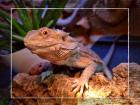 Bartagame weiblich zu verkaufen