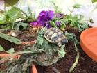 Landschildkröten THB zu verkaufen