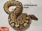 Königspython Nachzucht Woma Pinstripe Spotnose Ghost und mehr