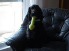Cockerspaniel-Rüde 2 Jahre