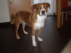 Österreichischer Pinscher Deckrüde