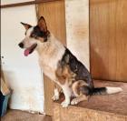 Moni sucht ein passendes Zuhause