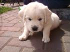 Kleiner süßer verspielter Golden Retriever Welpe