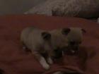 2 süße Chihuahuawelpen abzugeben