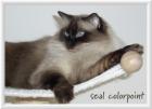 Colourpoint Deckkater gesucht