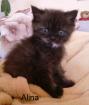 Alina ein kleines Exotic Shorthairmädchen