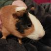 OSKAR - Meerschweinchen-Glatthaar - 1/ 2 Jahr - Tierhilfe-Franken e. V.