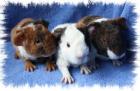 Rassemeerschweinchen aus liebevoller Hobbyzucht