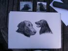 Zeichne auf Bestellung Portraitzeichnungen Tierportraits .