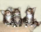 Maine Coon Kitten