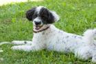 FUSSEL PU - liebenswerter Zwergpudelmix - 2 Jahre 9 Monate - Tierhilfe-Franken e