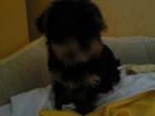 Kleiner Yorkshire Terrier Welpe zu verkaufen - 9 Wochen alt - mit Zubehör