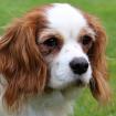 LA - verschmuste Cavalier King Charles Spaniel Hündin - 4 Jahre - Tierhilfe-Fran