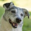 LAYDA - treuer Mischling - 9 Jahre - Tierhilfe-Franken e. V.