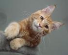 Maine Coon Katerchen mit Schmuseabitur