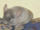Chinchilla Nachwuchs