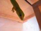 0. 0. 6 Madagaskar Grandis Gecko - High Red - NZ 06/09