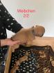 Boxerwelpen