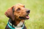 TINERL - Selbstbewusster Mischling - 4 Jahre 4 Monate - Tierhilfe-Franken e. V.