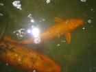Koi - Ogon gelb orange 35cm je 50 -Euro Ginrin 45cm 80 -Euro