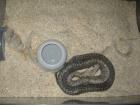 Granit Tigerpython Männchen abzugeben.