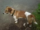 Jack Russell Terrier Mischling Bosko 3 Jahre alt