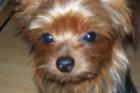 Yorkshire-Terrier DECKRÜDE